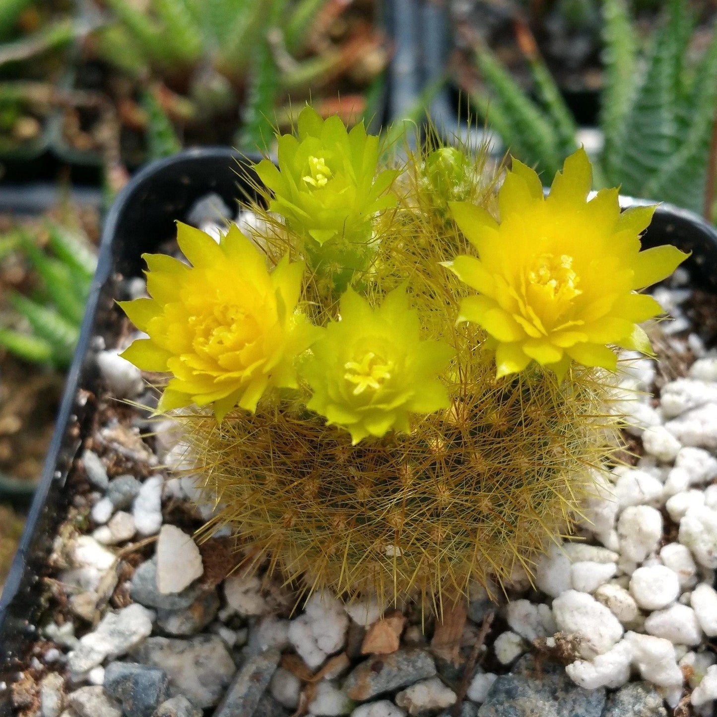 Notocactus graessneri flaviflorus Cactus - 4" Pot - Golden Ball Cactus - Live Plant for Indoor/Outdoor Garden - Succulent Collection
