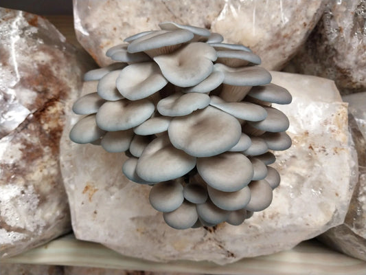 Blue Oyster Mushroom Liquid Culture Syringe 10ml - Pleurotus ostreatus var. columbinus - Clean Fungi Culture for Easy Cultivation