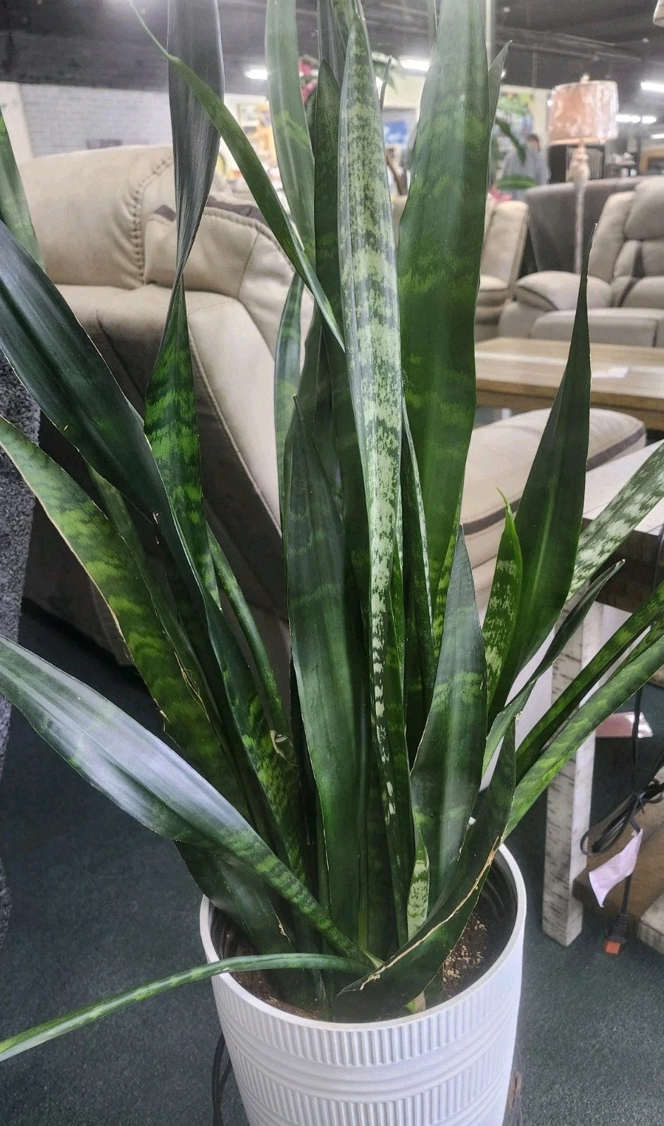 Sansevieria Snake Plant Starter Cuttings - 4 Unrooted Leaves - Easy to Grow Indoor Plant - Sansevieria Trifasciata
