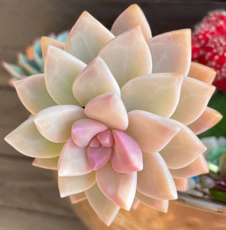 Graptopetalum Paraguayense Succulent Live Plant, 2” Pot, Rare Pink Blue Purple Colors, Indoor Outdoor, Pest Free, Organic Soil