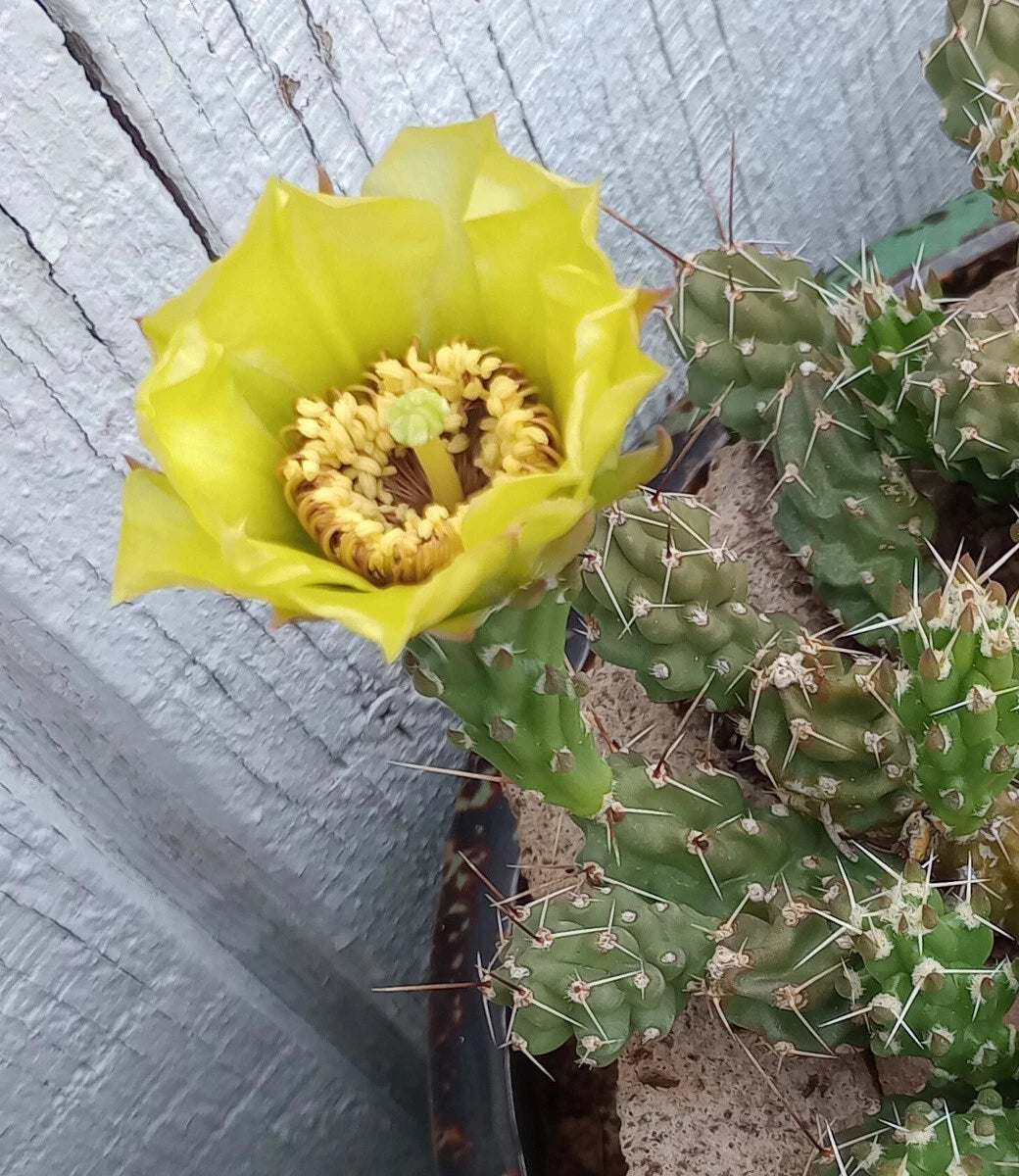 Grusonia bulbispina Cactus Cuttings - Rare Durango Stubby Prickly Pear - Bare Root Plant Sections for Pot Culture