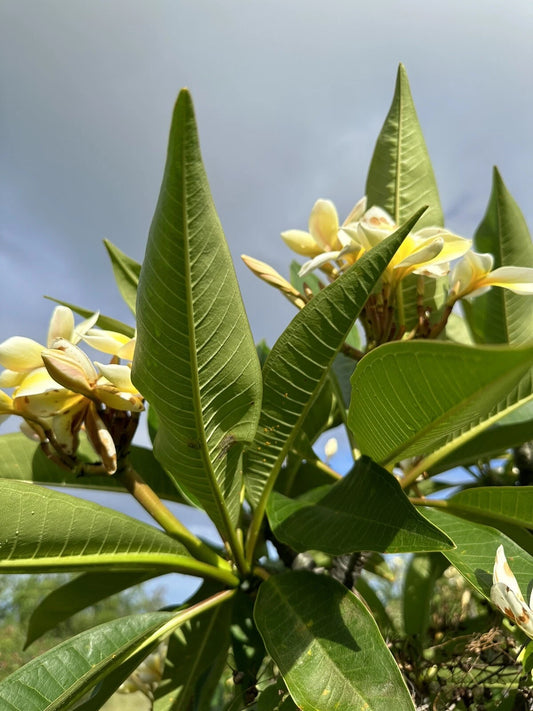 Yellow Plumeria Cutting 10 Inch Triple Head Fresh Starter Plant (Plumeria spp.) - Locally Grown Big Island