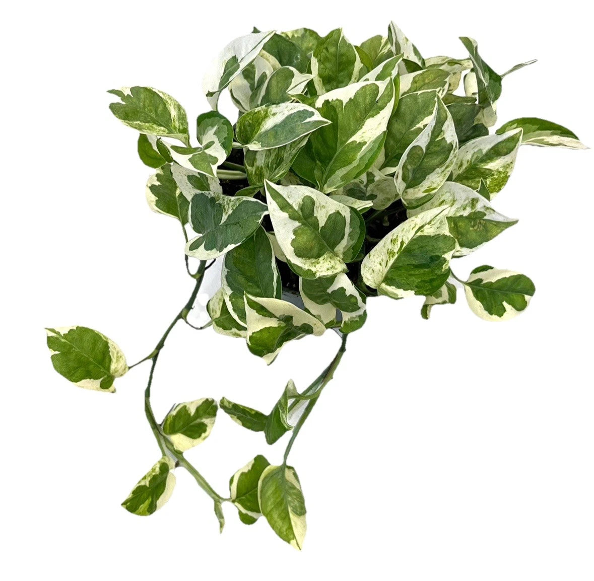 Live Rooted Pothos Cuttings x5 - N'Joy Variety - Epipremnum Aureum - Indoor Plant Decor