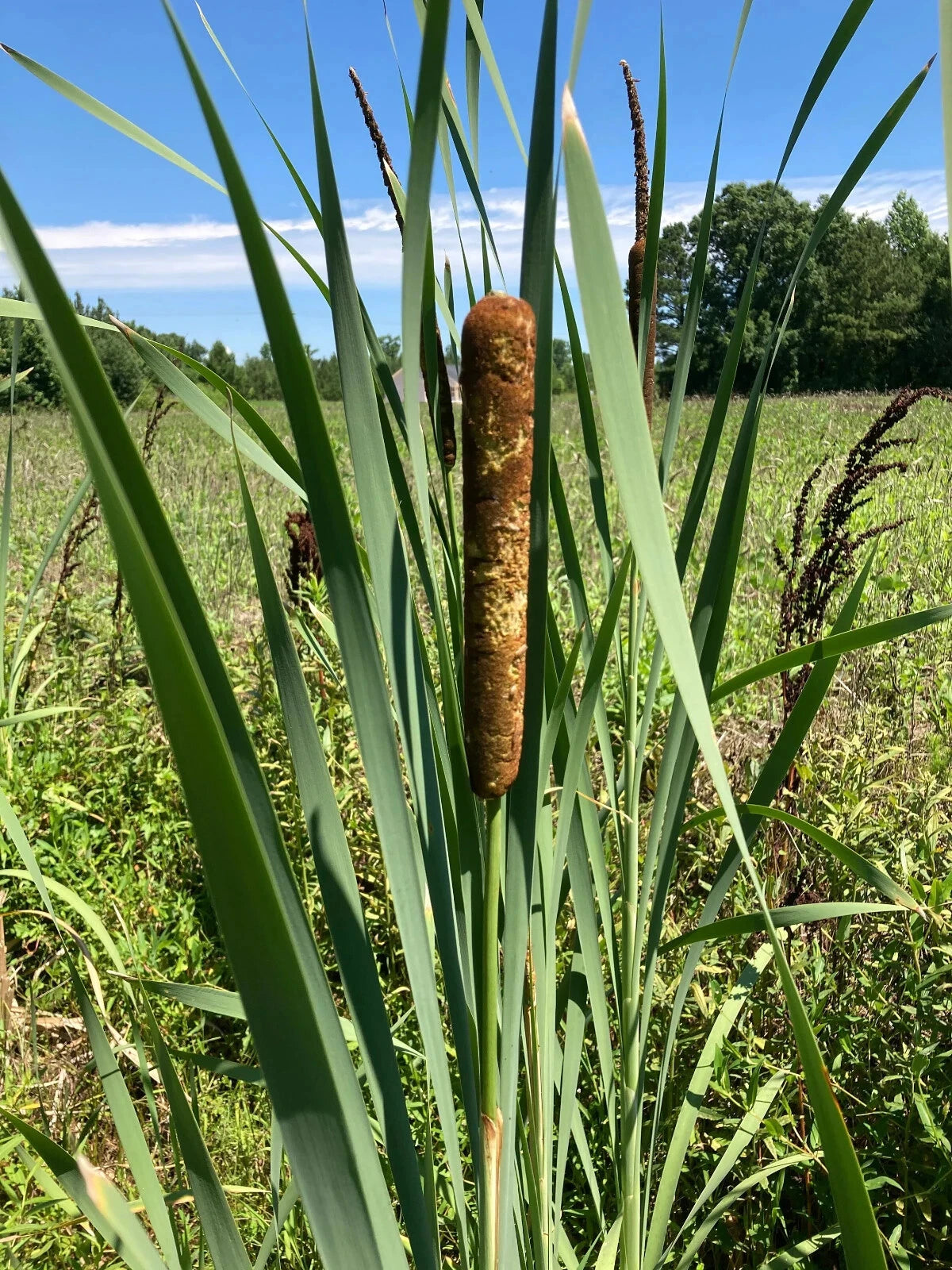 Cattail Plants - 3 Bare Root Typha Angustifolia - Live Aquatic Plants for Water Garden - Free Shipping