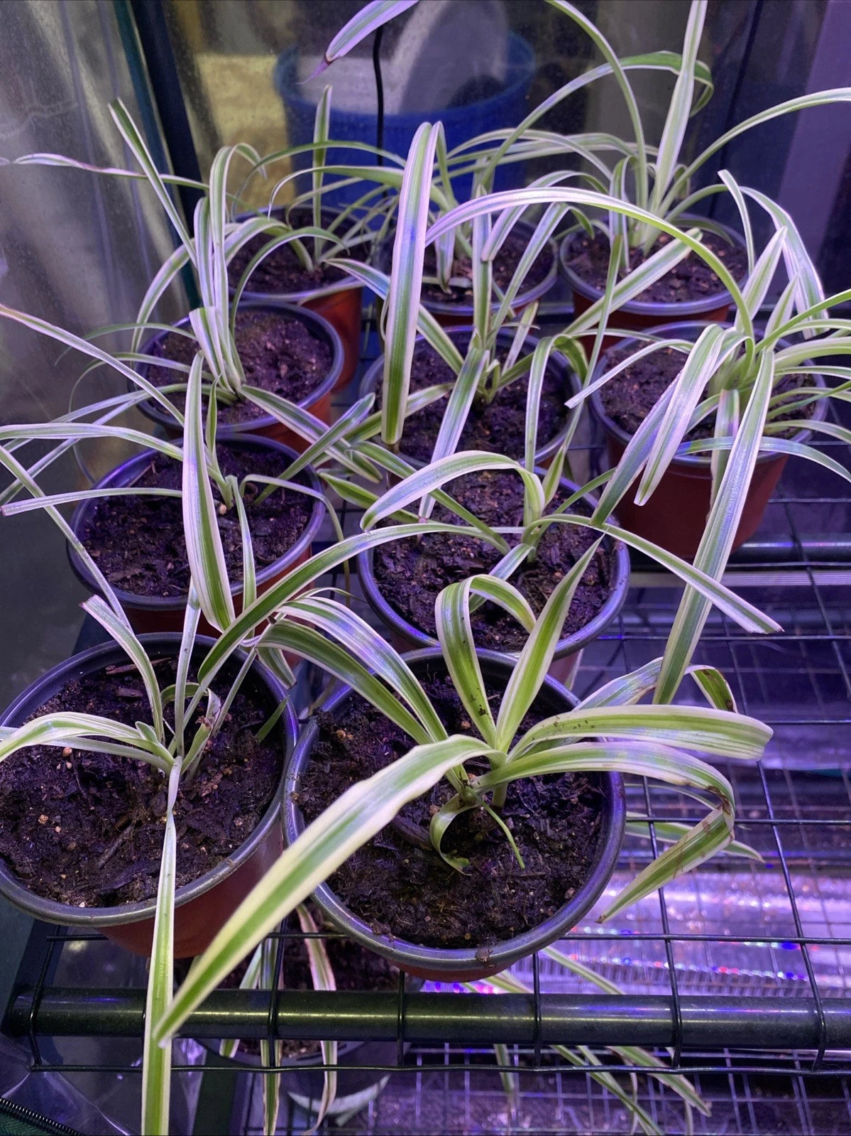 Potted Live Spider Plant in 4” Pot - Easy Care Indoor Plant - Chlorophytum comosum