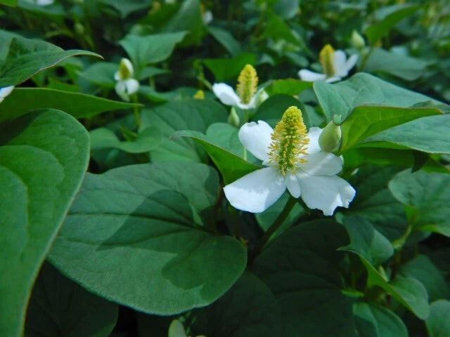 Chameleon Plant Lot of 10 Fish Mint Houttuynia Cordata Asian Herb - Shade Grown, Non-Sunlight Exposure
