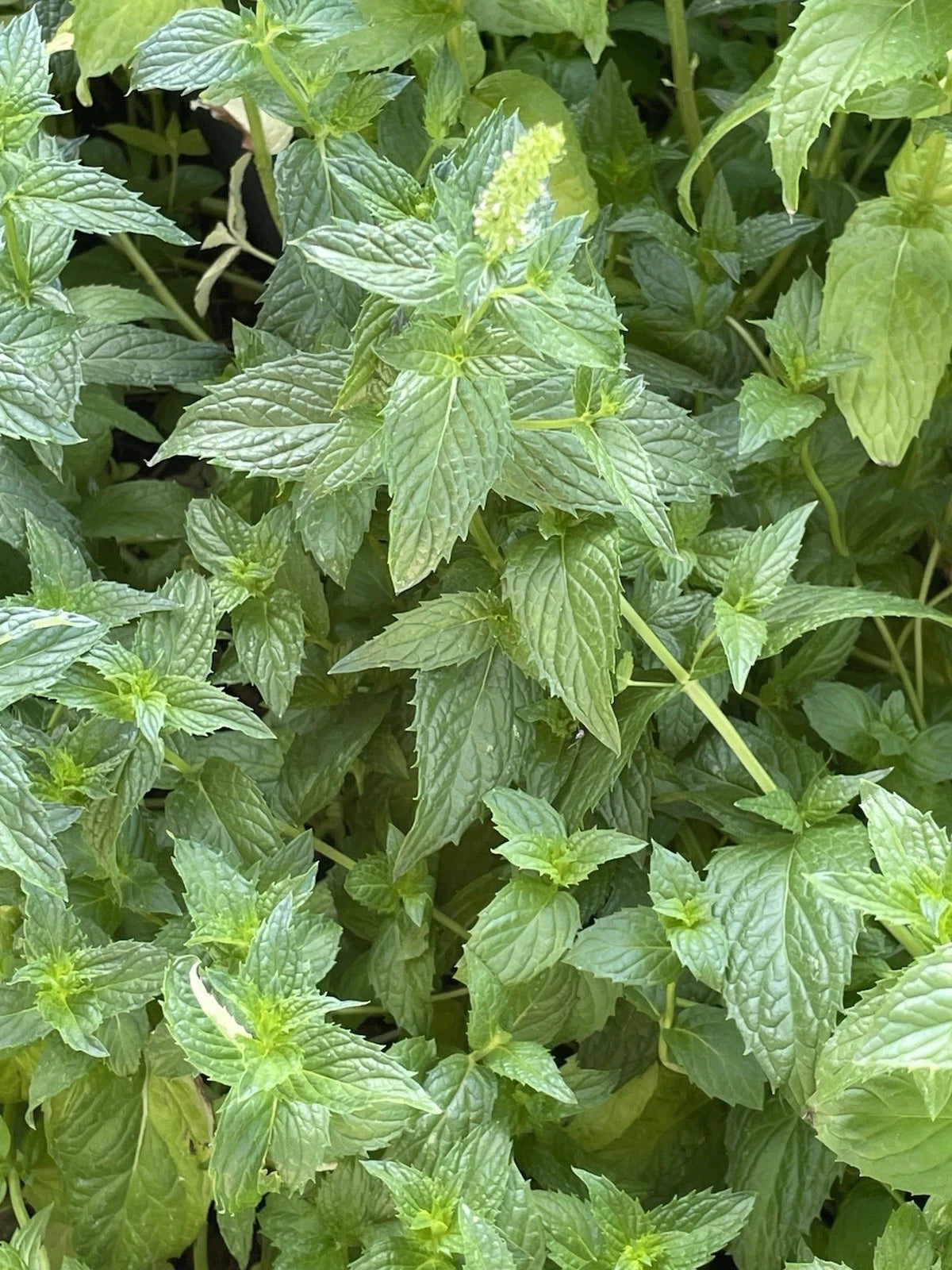 Live Peppermint Plants Set - 6 Total (3 Bare Root) - Edible Herbs for Garden & Kitchen - Mentha × piperita