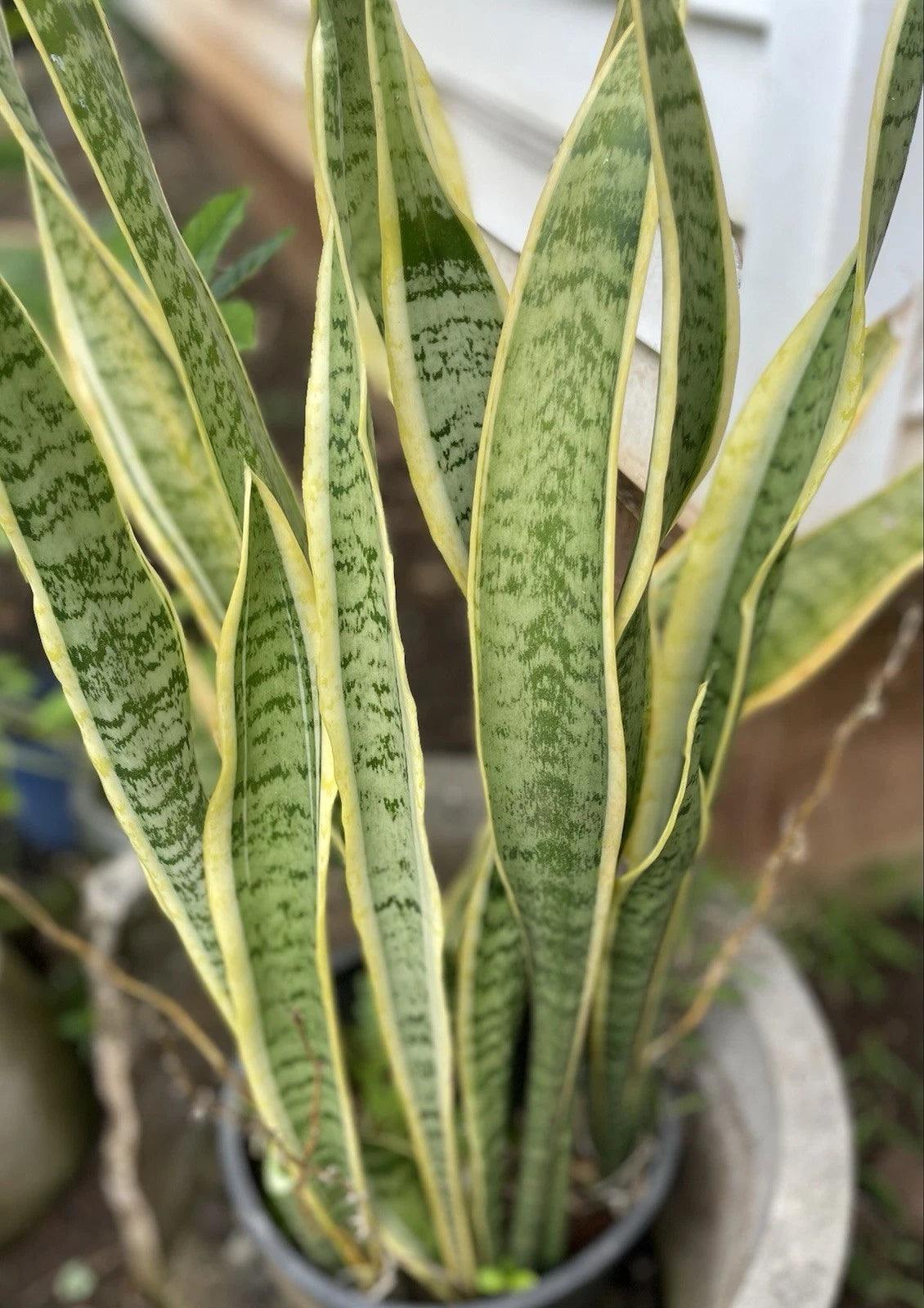 Sansevieria Laurentii Starter Leaf Cuttings - Variegated Snake Plant - 4 Organic Cuttings from Hawaii - USDA Inspected