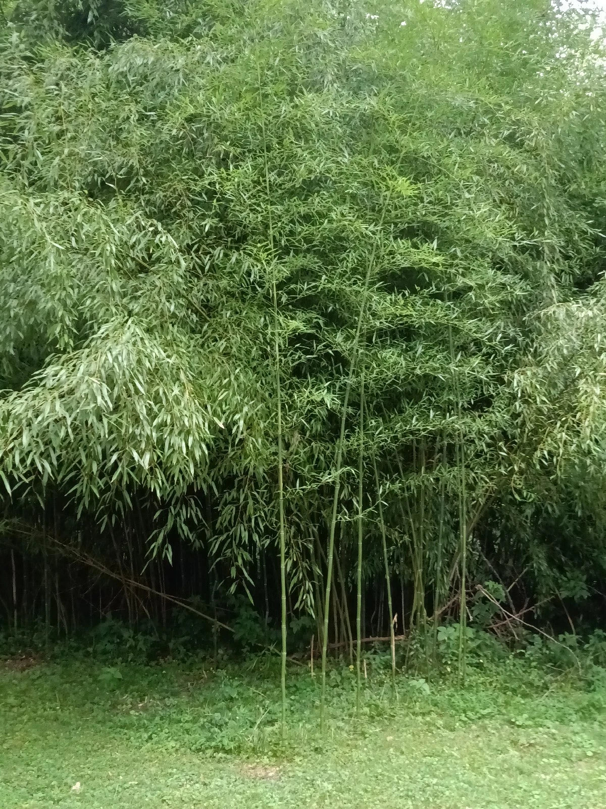 Bamboo Plant - 2 Bare Root Mosso Variety - Bambusa - Cold Resistant, Edible, Suitable for All Climates
