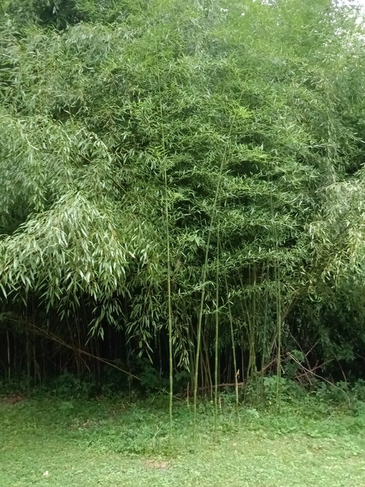 Bamboo Plant - 2 Bare Root Mosso Variety - Bambusa - Cold Resistant, Edible, Suitable for All Climates