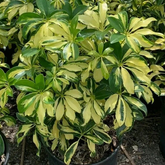 Variegated Schefflera Cuttings - 2 Stem Cuttings - Umbrella Tree (Schefflera arboricola) - Easy Plant Propagation