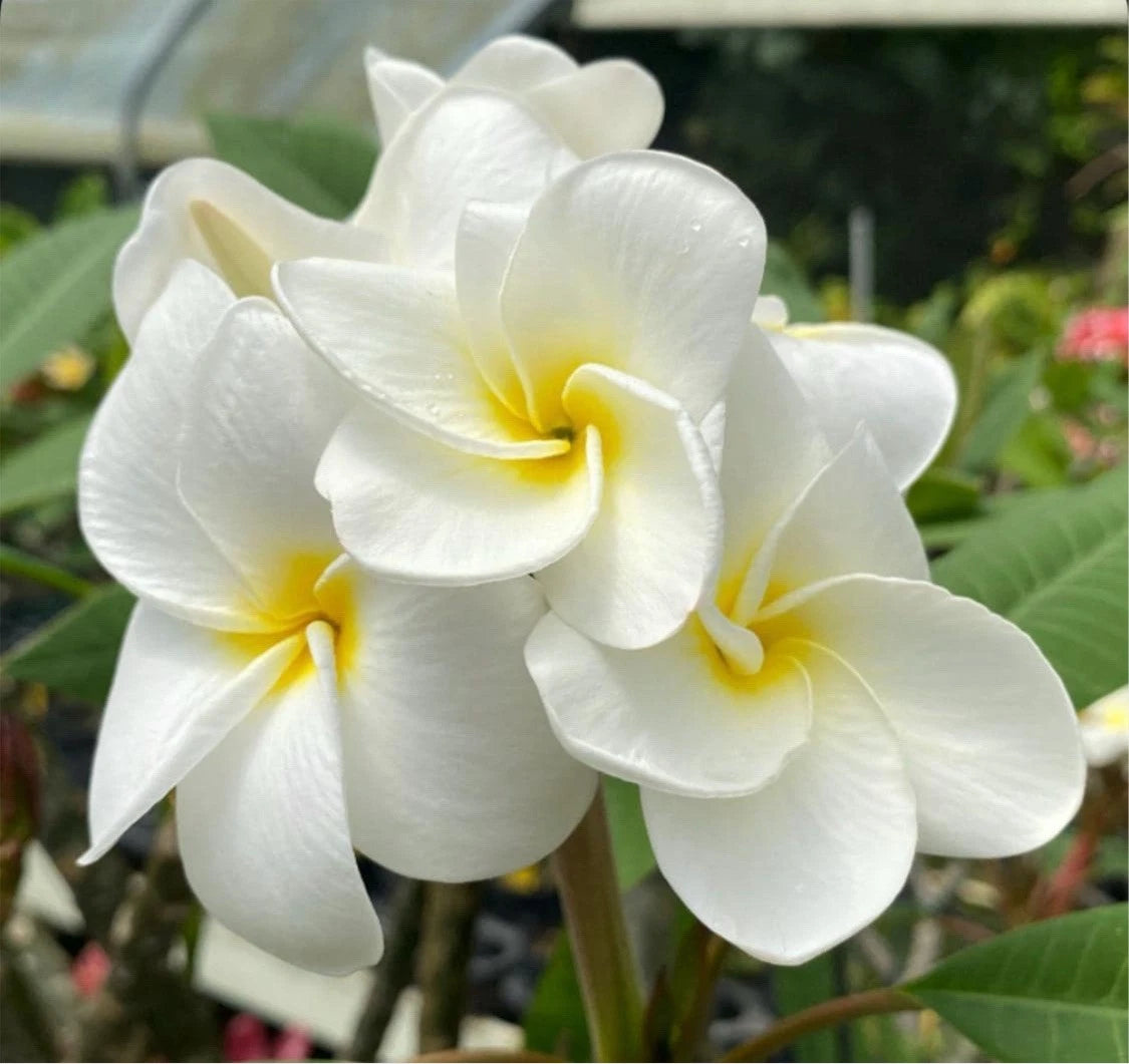 Large Rooted Plumeria Plant Cutting - Samoan Fluff - 22" with 2 Big Tips - Tropical Flowering Plant - Frangipani