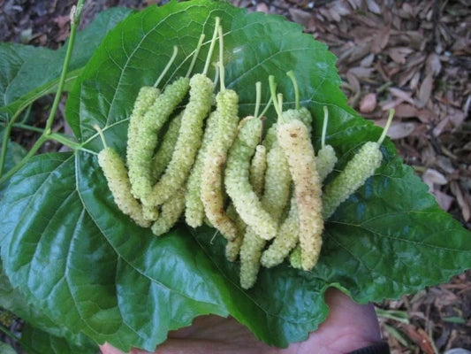 10x Pakistan White Mulberry Cuttings - Organic Rooting Grafting - Morus alba - Fresh Plant Material for Propagation