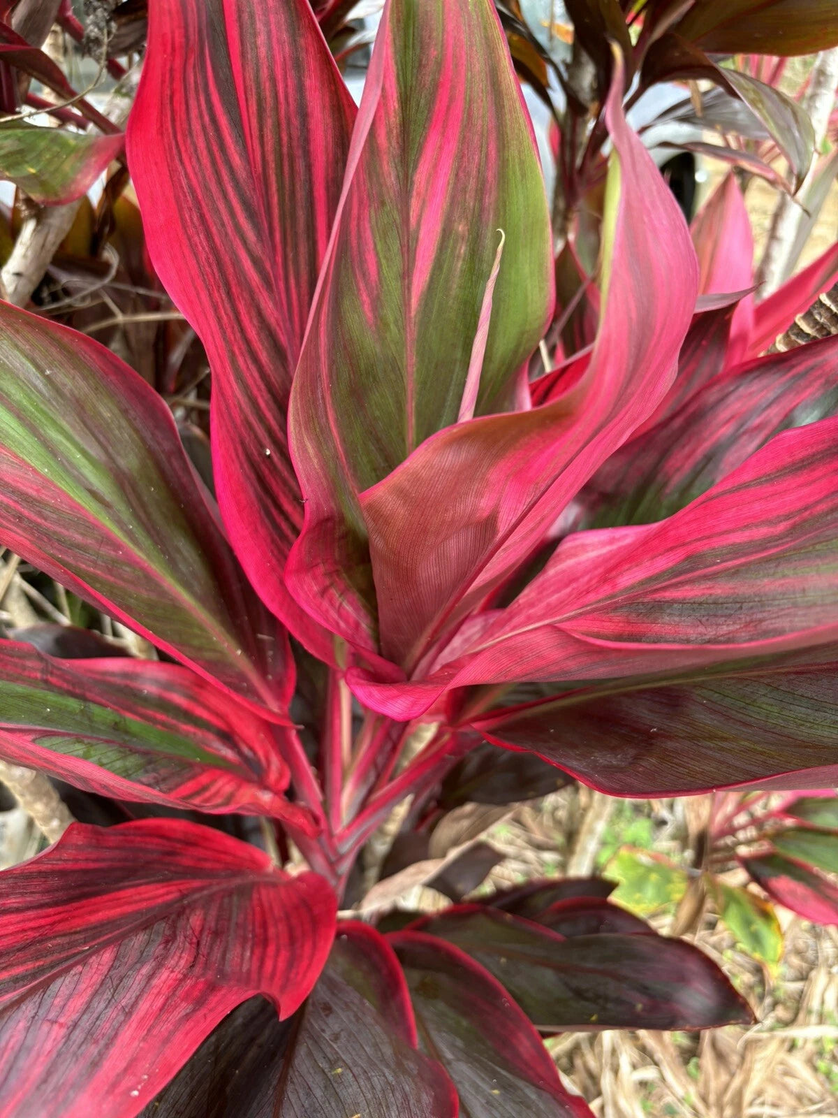 Hawaiian Ti Leaf Fresh Cuttings 6-inch Hybrid Starter Logs x3 - Green/Pink/Red Varieties (Cordyline fruticosa)