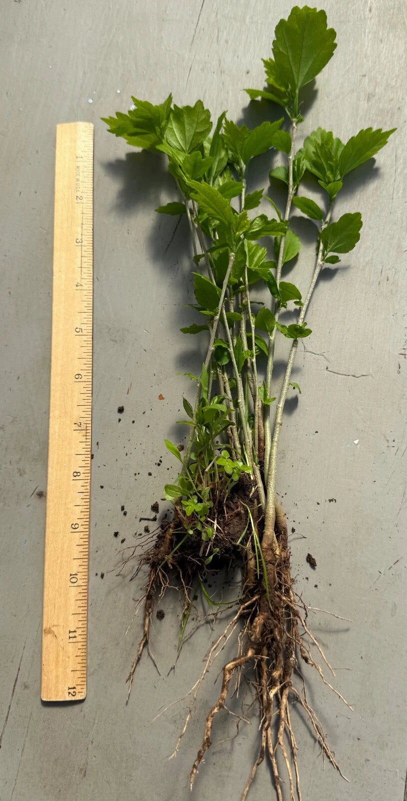 Lot of 6 Rose of Sharon Seedlings - Hibiscus syriacus Bare Root Starter Plants for Garden