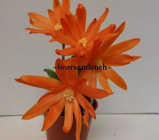 Easter Cactus Cuttings - 8 Comanchee Spirit - Rhipsalidopsis #2 - Easy to Root, Indoor Plant Propagation