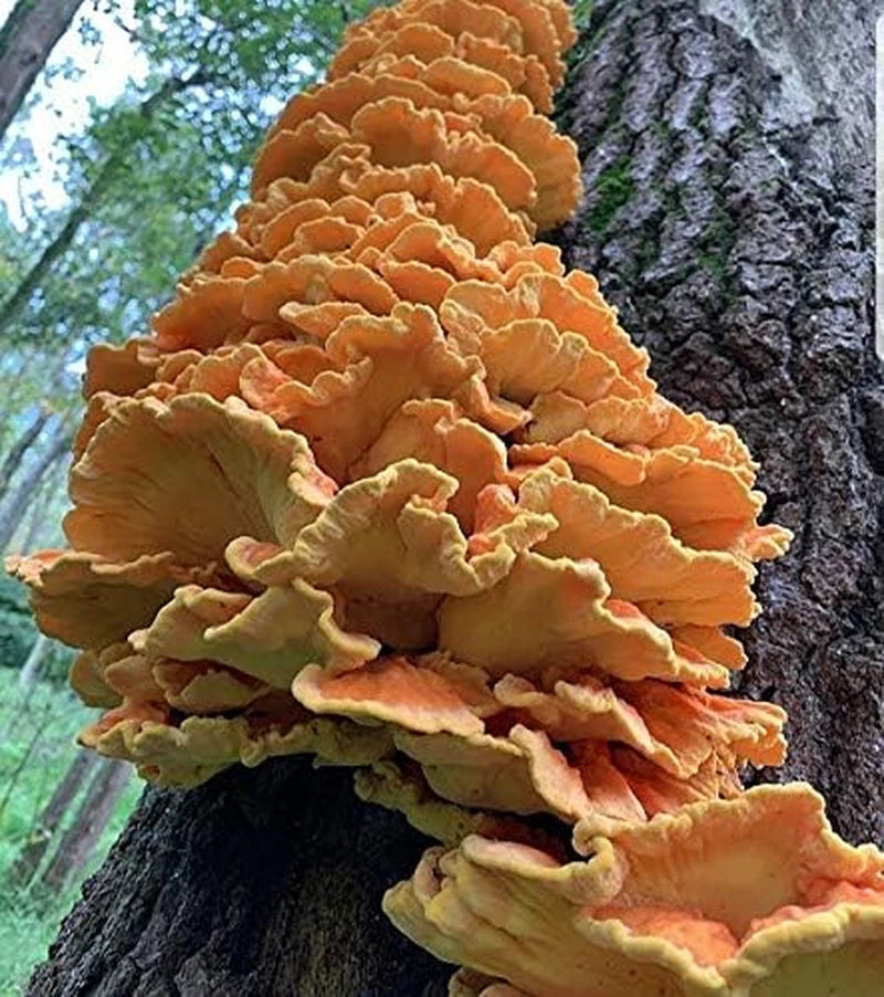 Chicken of the Woods Mushroom Spawn Mycelium 100g | Gourmet Mushroom Cultivation | Laetiporus sulphureus
