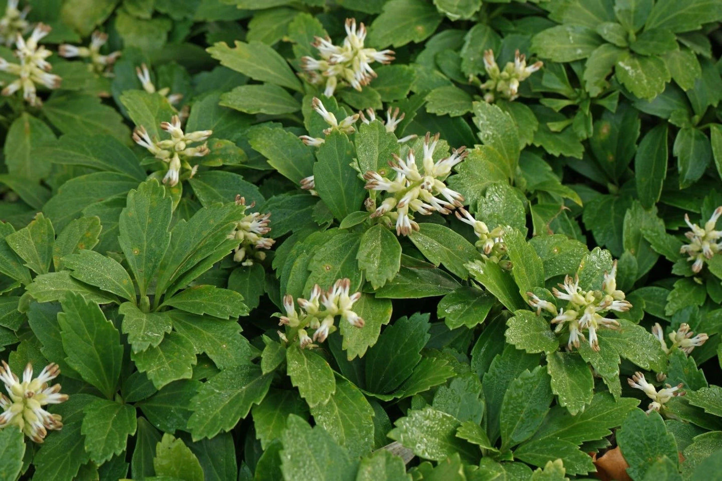 Live Pachysandra Terminalis Plant - Japanese Spurge - 25 Bare Roots - Evergreen Ground Cover for Shade Gardens