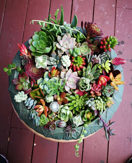 Assorted Succulent Cuttings 12 or 22 Varieties - Perfect for Planting, Ideal for Cold Climates - Echeveria, Sedum, and More