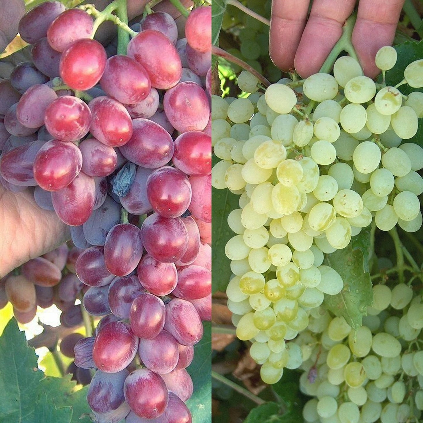 Crimson & Thompson Seedless Table Grape Bare Root Plant - Vitis vinifera - Homegrown Grapes for Zone 6-10 Gardening