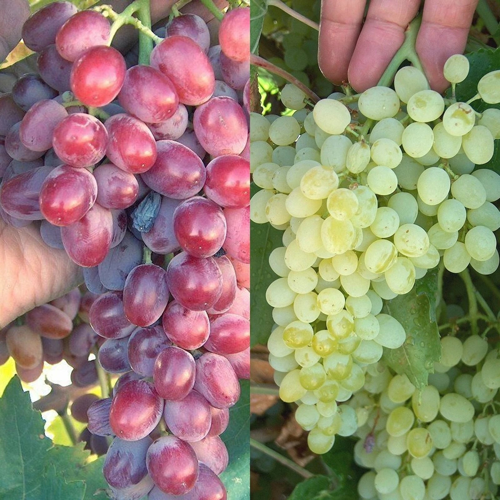 Crimson & Thompson Seedless Table Grape Bare Root Plant - Vitis vinifera - Homegrown Grapes for Zone 6-10 Gardening