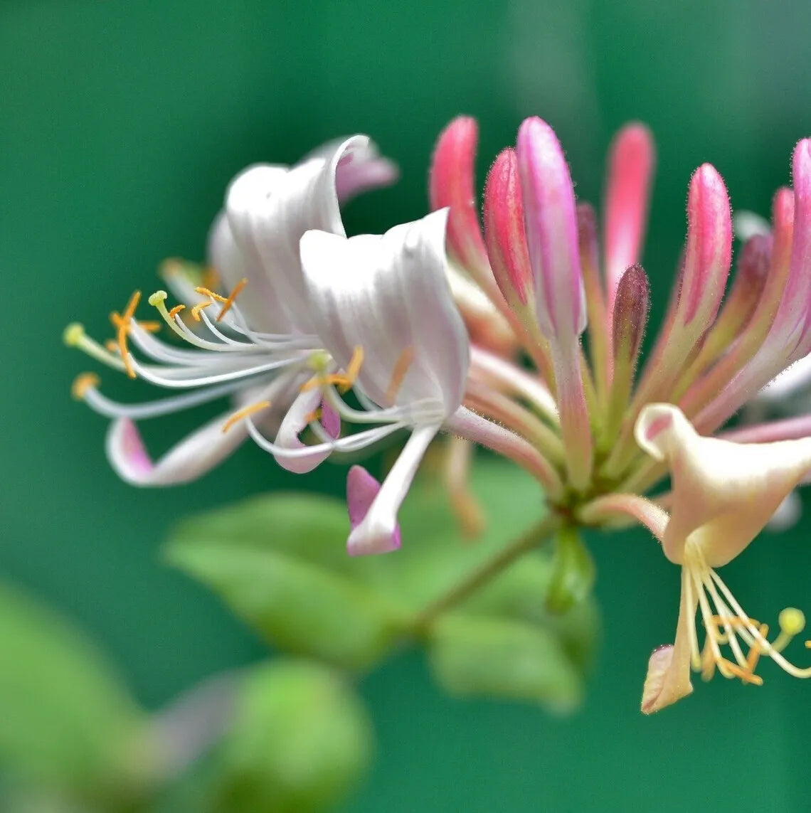 1pc Japanese Honeysuckle Live Plant (Lonicera japonica) Purple Leaves 2" Pot