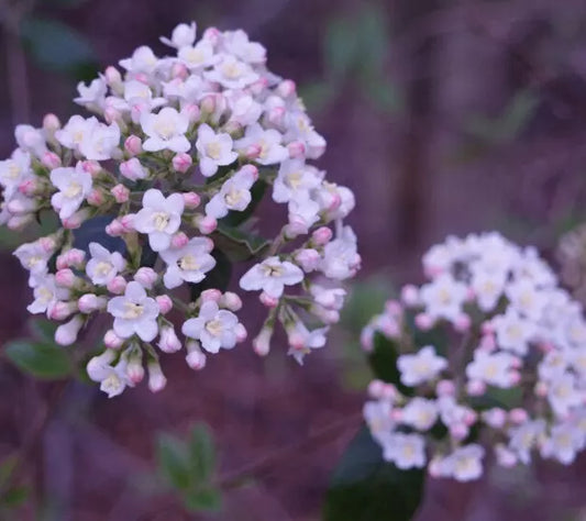 2 Koreanspice Viburnum Shrubs, Arrowwood, 6-8" Tall Viburnum Carlesii