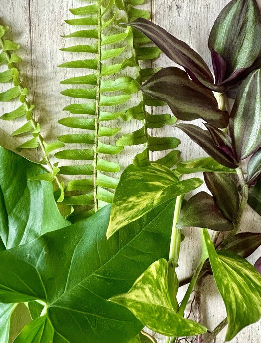 20 Rooted Plant Cuttings Set - Ferns, Pothos, Arrowhead Vine, Wandering Jew - Perfect for Indoor Gardening