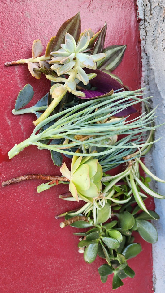 Big Lot of 20 Healthy Plant Cuttings, Assorted Varieties for Propagation and Gardening