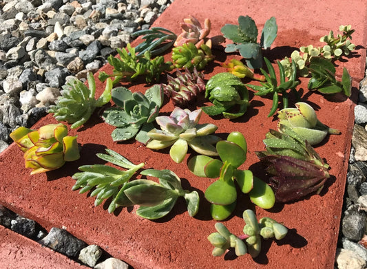 15 Live Succulent Cactus Cuttings - Assorted Varieties for Garden - No Roots, No Soil, No Pots - Perfect for Planting