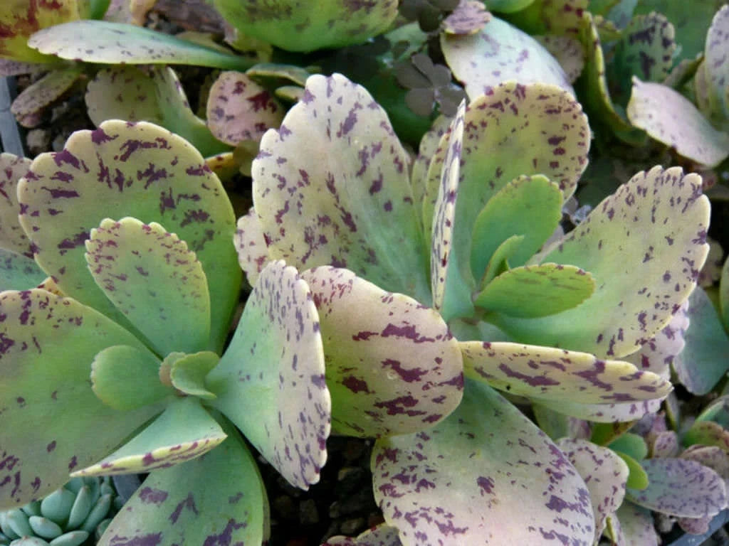 Kalanchoe Marmorata Cuttings 5" Penwiper Plant Succulent - Easy to Grow Indoor Houseplant, Purple Spotted Leaves