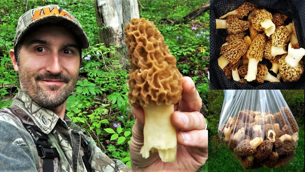 Morel Mushroom Spores Jumbo Grow Kit - Grow Up to 25 Gallons - Morchella esculenta - Easy Home Cultivation, Free Shipping