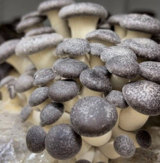Black Pearl King Oyster Liquid Culture Syringe 10-12ml (Pleurotus ostreatus) - Free Live Mushroom Culture Gift Included