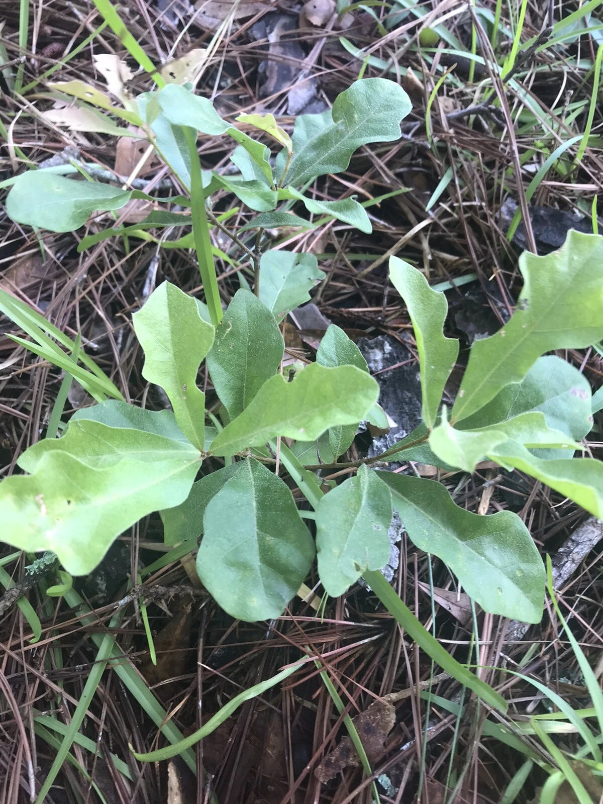 5 White Oak Tree Seedlings - Live Plants Acorn Shade 6-12 Inches Quercus alba - Well-Rooted, Attracts Wildlife