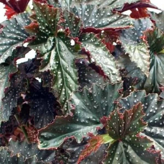 Angel Wing Begonia Starter Plant (Fannie Moser) - Live Rooted Houseplant, Begonia coccinea, Easy Care, Compact Indoor Plant