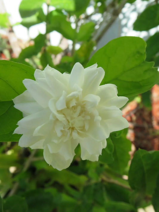 5 Unrooted Cuttings Grand Duke of Tuscany Jasmine Fresh Live