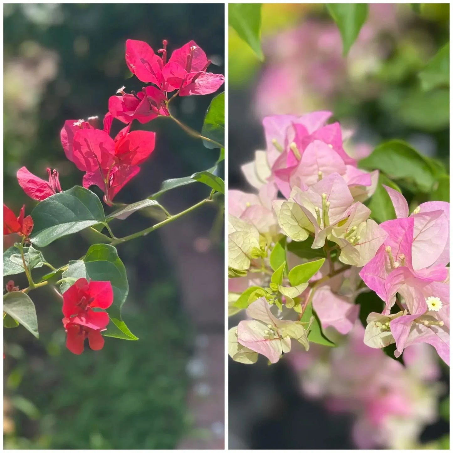 Two Bougainvillea Live Plants Red & Imperial combination 3.5 pot 5-8 tall