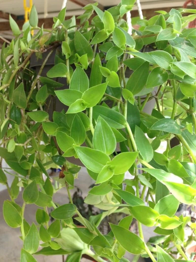 Unrooted Cuttings 12-Pack Green Wandering Jew Tradescantia Aurea Indoor Outdoor Plant Child & Pet Safe