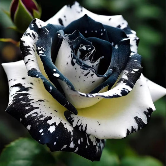 20pcs Rare Black & White Rose Seeds Non GMO