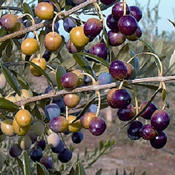 Olive Tree Starter Plant 4-6 Inches Well Rooted - Olea europaea - Buy 1 Get 1 Free