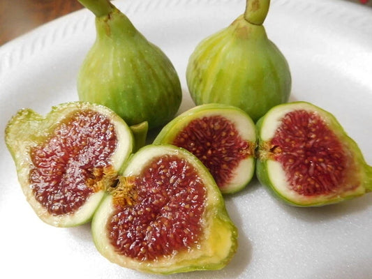 15 Cuttings of Vasillika Sika Fig Tree, 5-8 Inches, Easy to Root, Ficus carica