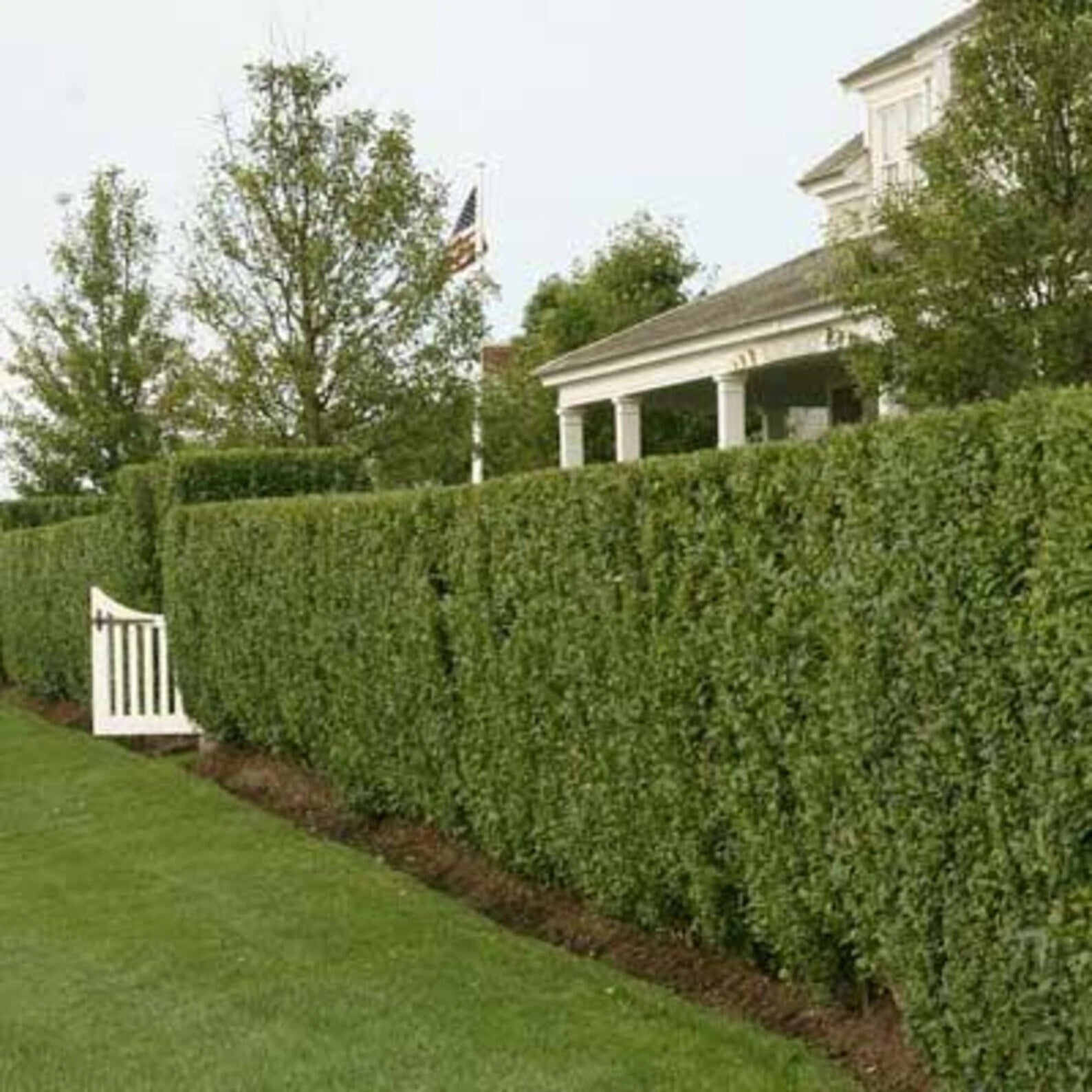 Organic Privet Hedge Cuttings 6" Long - 4 Count, Ligustrum - Non-Rooted, USA Grown, Ideal for Formal Hedges, Zones 2-8