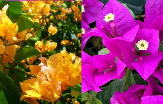 Two Bougainvillea Live Plants Yellow/Purple combination in one pot 5'-8' tall