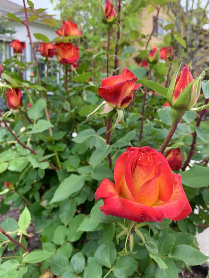 5 Stems for planting Large Yellow Orange Rose