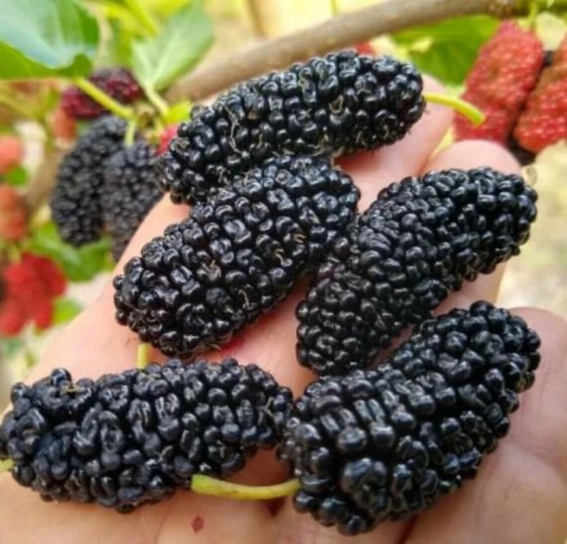 Texas Mulberry Tree Cuttings - 20 Unrooted 7'' to 10'' - Drought Tolerant, Cold Hardy (Morus microphylla)
