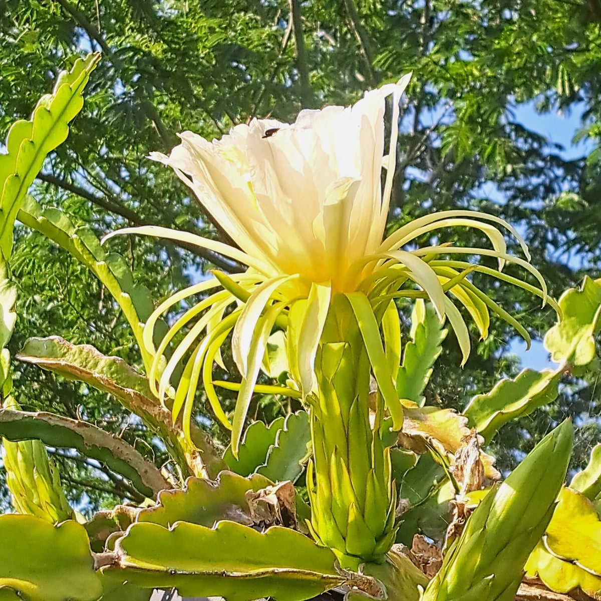 Dragon Fruit Rooted Cuttings - 6" Mystery Varieties - Hylocereus spp. - Edible Cacti for Indoor/Outdoor Garden