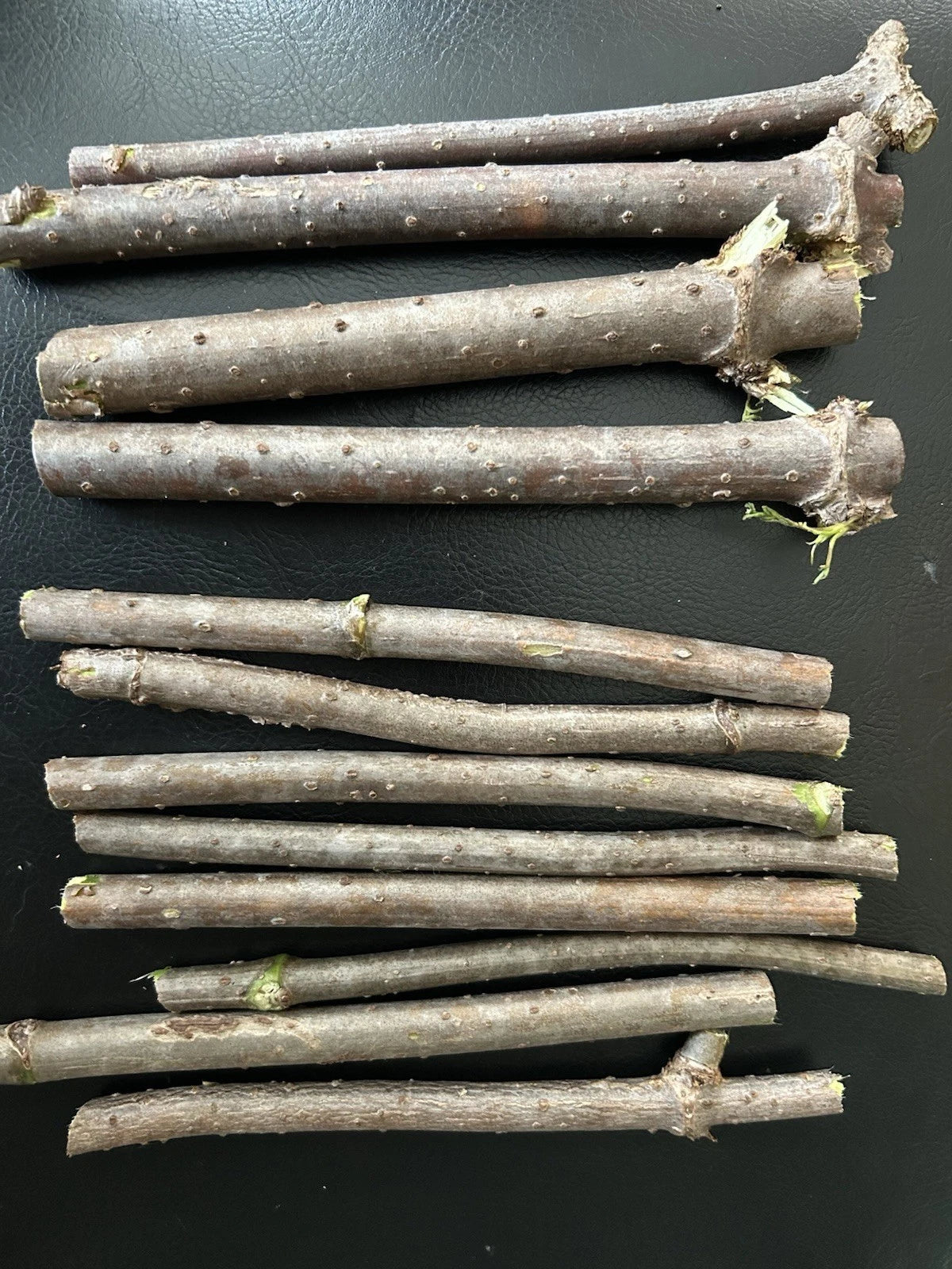 Fresh Elderberry Cuttings - Unrooted Black Elderberry (Sambucus nigra) from Naturally Grown Tree for Home Planting