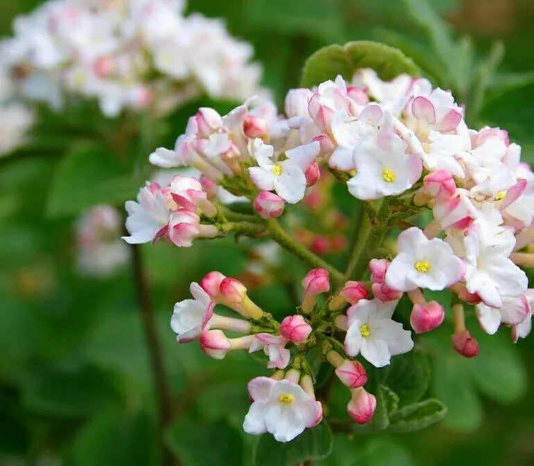 1pc Juddi Viburnum Shrub Live Potted Plant 6-12" Tall Viburnum x Juddii