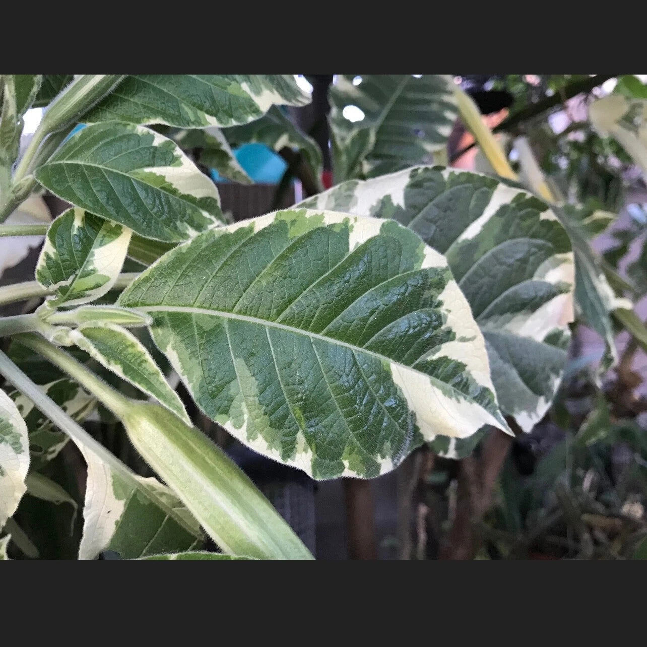 Variegated Brugmansia Angel's Trumpet Cuttings - Unrooted 6" Stem for Propagation - Brugmansia spp.