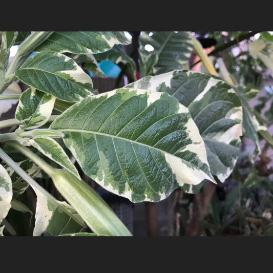Variegated Brugmansia Angel's Trumpet Cuttings - Unrooted 6" Stem for Propagation - Brugmansia spp.